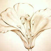 Coupe d’une fleur simple (Épilobe hirsute)