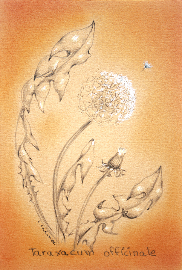 Pissenlit officinal, Graphite et pastel sur papier canson, 15 sur 10 cm