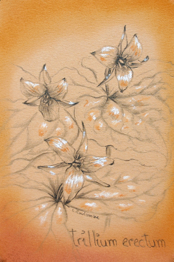 Trille dressé, Graphite et pastel sur papier canson, 15 sur 10 cm