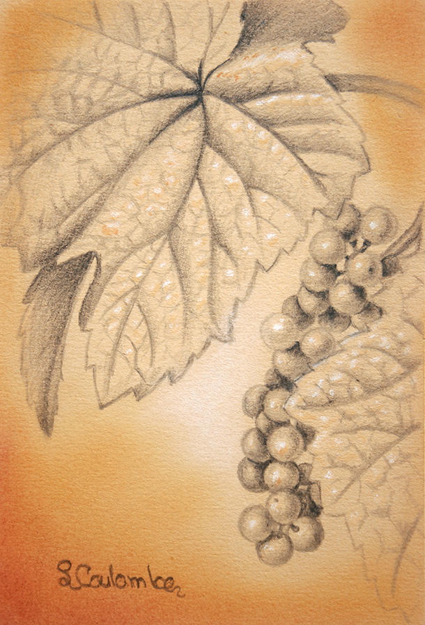 Vigne, Graphite et pastel sur papier canson, 15 sur 10 cm