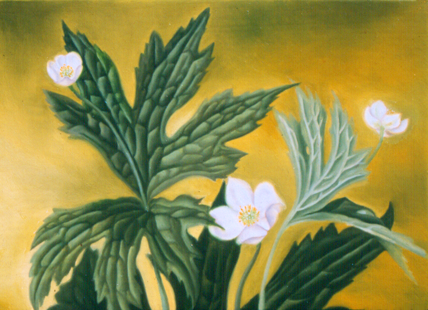 Anémone du Canada, Huile sur papier marouflé sur panneau, 13 sur 18 cm