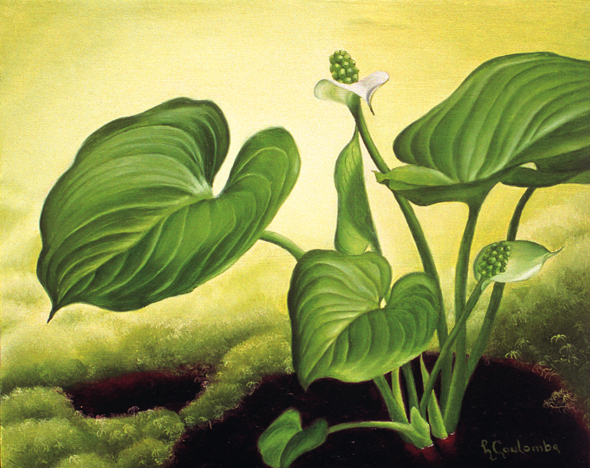Calla palustris, Huile sur papier marouflé sur panneau, 20 sur 25 cm
