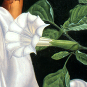 Datura Stramonium à fleurs de légende