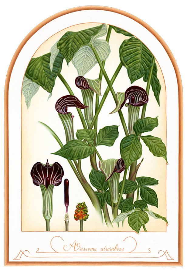 Arisaema atrorubens, Huile sur papier marouflé sur panneau, 38 sur 26,5 cm