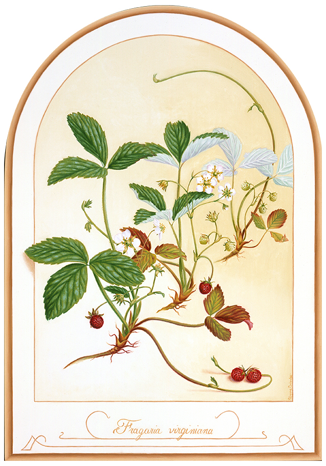 Fragaria virginiana, Huile sur papier marouflé sur panneau, 38 sur 26,5 cm