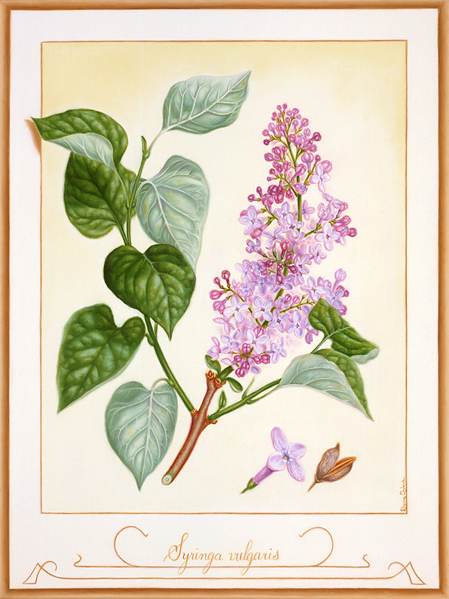 Syringa vulgaris, Huile sur papier marouflé sur panneau, 35,5 sur 26,5 cm