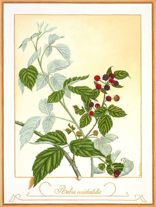 Rubus occidentalis, Huile sur papier marouflé sur panneau, 35,5 sur 26,5 cm