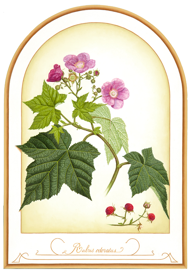 Rubus odoratus, Huile sur papier marouflé sur panneau, 38 sur 26,5cm