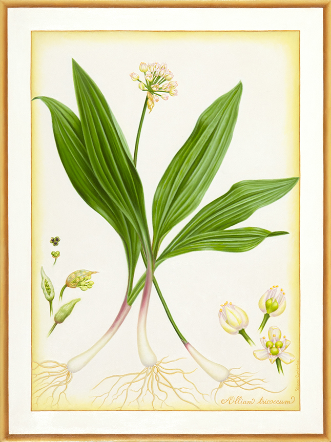 Allium tricoccum, Huile sur papier marouflé sur panneau, 35,5 sur 26,5 cm